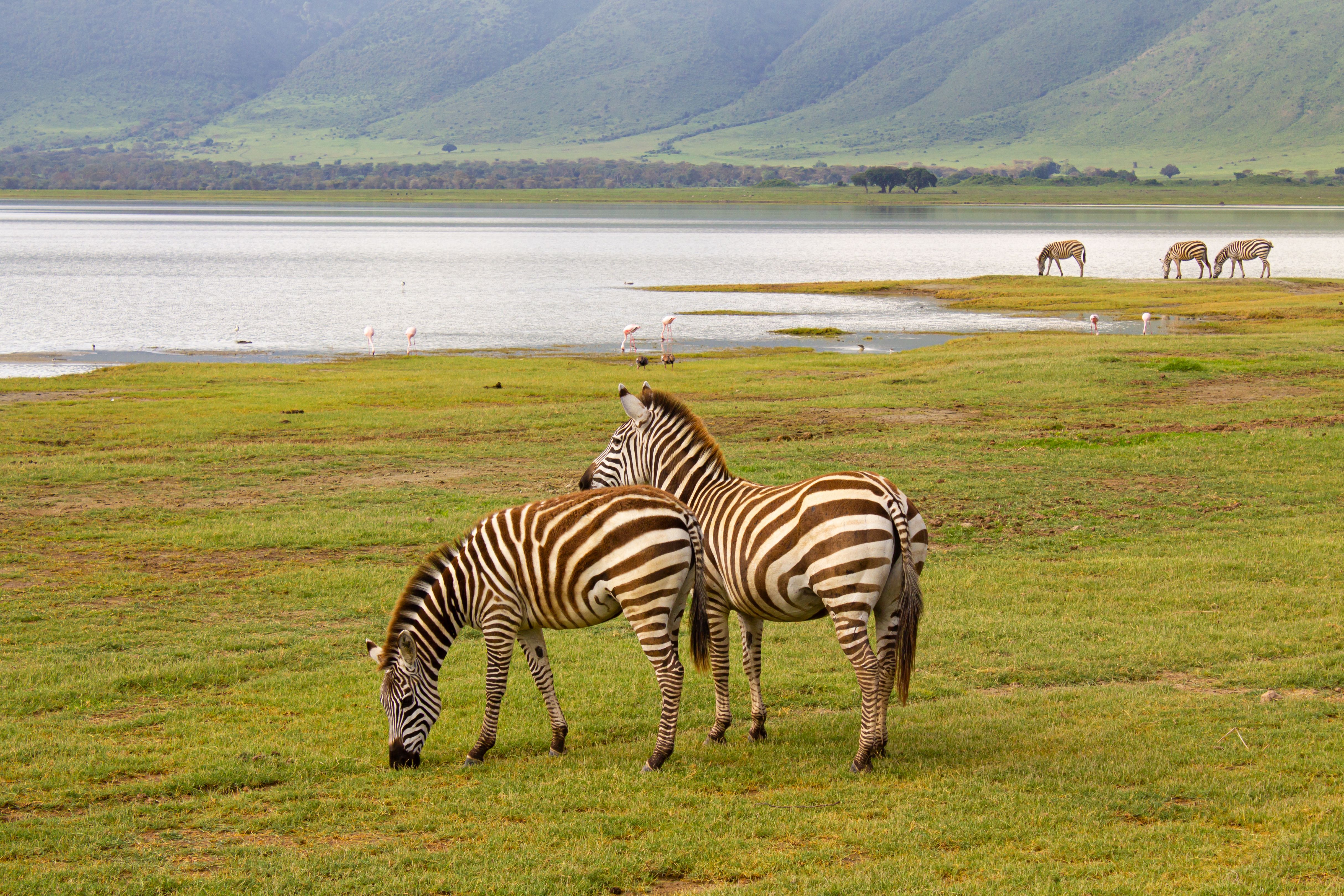 Ngorongoro Crater wildebeest and zebra